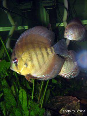 kissing fish care. Discus fish pictures - part 3