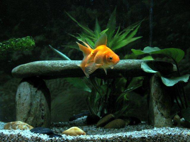 goldfish tank setup. Goldfish