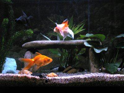 goldfish tank setup. Goldfish in tank, pic1