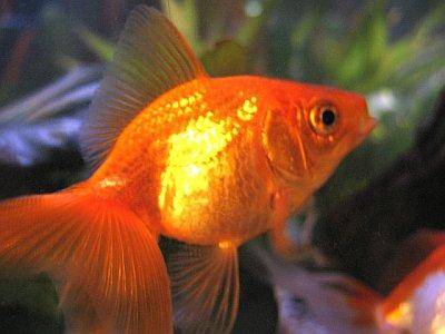 goldfish tank filter. Goldfish kept in aquarium do